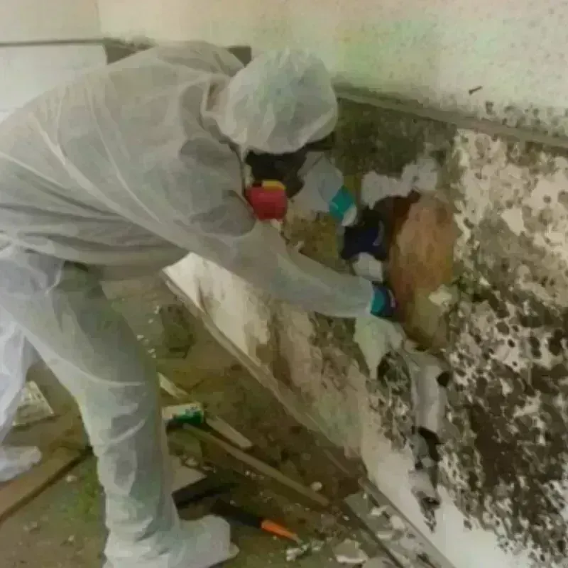 Mold Remediation and Removal in Pontiac, IL